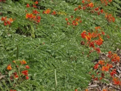 Singapore Botanic Gardens Svg+xml,%3Csvg%20xmlns%3D%22http%3A%2F%2Fwww.w3