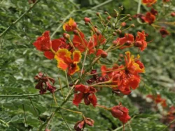 Singapore Botanic Gardens Svg+xml,%3Csvg%20xmlns%3D%22http%3A%2F%2Fwww.w3