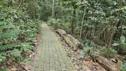 Bukit Batok Nature Park Svg+xml,%3Csvg%20xmlns%3D%22http%3A%2F%2Fwww.w3