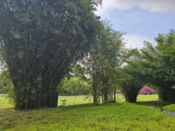 Singapore Botanic Gardens Svg+xml,%3Csvg%20xmlns%3D%22http%3A%2F%2Fwww.w3