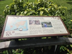 Singapore Botanic Gardens Svg+xml,%3Csvg%20xmlns%3D%22http%3A%2F%2Fwww.w3