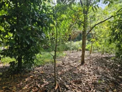 Singapore Botanic Gardens Svg+xml,%3Csvg%20xmlns%3D%22http%3A%2F%2Fwww.w3