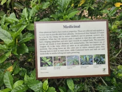 Singapore Botanic Gardens Svg+xml,%3Csvg%20xmlns%3D%22http%3A%2F%2Fwww.w3