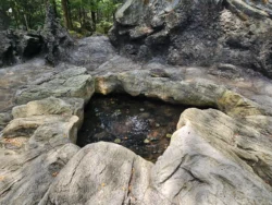 Singapore Botanic Gardens Svg+xml,%3Csvg%20xmlns%3D%22http%3A%2F%2Fwww.w3