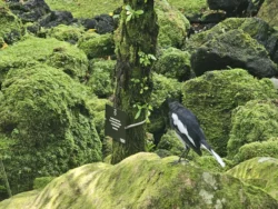 Singapore Botanic Gardens Svg+xml,%3Csvg%20xmlns%3D%22http%3A%2F%2Fwww.w3