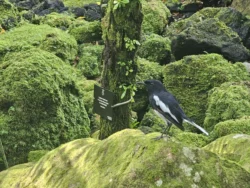 Singapore Botanic Gardens Svg+xml,%3Csvg%20xmlns%3D%22http%3A%2F%2Fwww.w3