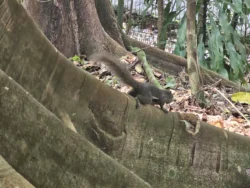 Singapore Botanic Gardens Svg+xml,%3Csvg%20xmlns%3D%22http%3A%2F%2Fwww.w3