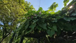 Lower Seletar Reservoir (Rower's Bay) Svg+xml,%3Csvg%20xmlns%3D%22http%3A%2F%2Fwww.w3