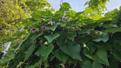 Lower Seletar Reservoir (Rower's Bay) Svg+xml,%3Csvg%20xmlns%3D%22http%3A%2F%2Fwww.w3