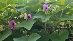 Lower Seletar Reservoir (Rower's Bay) Svg+xml,%3Csvg%20xmlns%3D%22http%3A%2F%2Fwww.w3