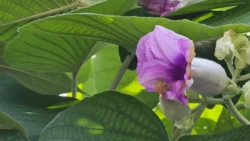 Lower Seletar Reservoir (Rower's Bay) Svg+xml,%3Csvg%20xmlns%3D%22http%3A%2F%2Fwww.w3