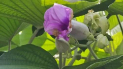 Lower Seletar Reservoir (Rower's Bay) Svg+xml,%3Csvg%20xmlns%3D%22http%3A%2F%2Fwww.w3