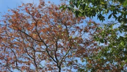 Lower Seletar Reservoir (Rower's Bay) Svg+xml,%3Csvg%20xmlns%3D%22http%3A%2F%2Fwww.w3