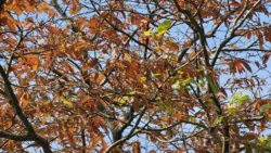 Lower Seletar Reservoir (Rower's Bay) Svg+xml,%3Csvg%20xmlns%3D%22http%3A%2F%2Fwww.w3