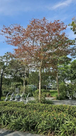 Lower Seletar Reservoir (Rower's Bay) Svg+xml,%3Csvg%20xmlns%3D%22http%3A%2F%2Fwww.w3