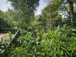 Singapore Botanic Gardens Svg+xml,%3Csvg%20xmlns%3D%22http%3A%2F%2Fwww.w3