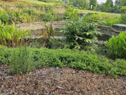 Singapore Botanic Gardens Svg+xml,%3Csvg%20xmlns%3D%22http%3A%2F%2Fwww.w3