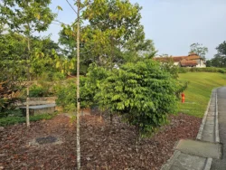 Singapore Botanic Gardens Svg+xml,%3Csvg%20xmlns%3D%22http%3A%2F%2Fwww.w3