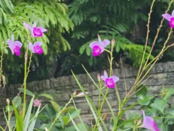 Singapore Botanic Gardens Svg+xml,%3Csvg%20xmlns%3D%22http%3A%2F%2Fwww.w3