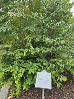 Singapore Botanic Gardens Svg+xml,%3Csvg%20xmlns%3D%22http%3A%2F%2Fwww.w3