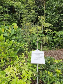 Singapore Botanic Gardens Svg+xml,%3Csvg%20xmlns%3D%22http%3A%2F%2Fwww.w3