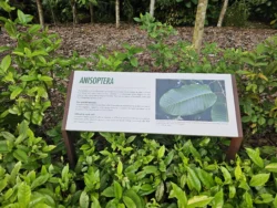 Singapore Botanic Gardens Svg+xml,%3Csvg%20xmlns%3D%22http%3A%2F%2Fwww.w3