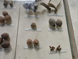 Singapore Botanic Gardens Svg+xml,%3Csvg%20xmlns%3D%22http%3A%2F%2Fwww.w3