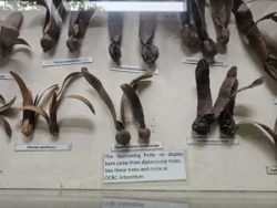 Singapore Botanic Gardens Svg+xml,%3Csvg%20xmlns%3D%22http%3A%2F%2Fwww.w3