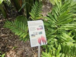 Singapore Botanic Gardens Svg+xml,%3Csvg%20xmlns%3D%22http%3A%2F%2Fwww.w3