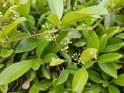 Singapore Botanic Gardens Svg+xml,%3Csvg%20xmlns%3D%22http%3A%2F%2Fwww.w3