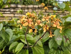 Singapore Botanic Gardens Svg+xml,%3Csvg%20xmlns%3D%22http%3A%2F%2Fwww.w3