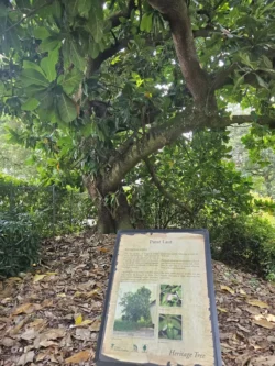 Singapore Botanic Gardens Svg+xml,%3Csvg%20xmlns%3D%22http%3A%2F%2Fwww.w3