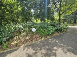 Singapore Botanic Gardens Svg+xml,%3Csvg%20xmlns%3D%22http%3A%2F%2Fwww.w3