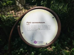 Singapore Botanic Gardens Svg+xml,%3Csvg%20xmlns%3D%22http%3A%2F%2Fwww.w3