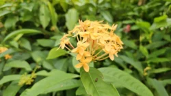 HortPark Svg+xml,%3Csvg%20xmlns%3D%22http%3A%2F%2Fwww.w3