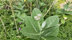 HortPark Svg+xml,%3Csvg%20xmlns%3D%22http%3A%2F%2Fwww.w3