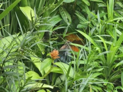 Singapore Botanic Gardens Svg+xml,%3Csvg%20xmlns%3D%22http%3A%2F%2Fwww.w3