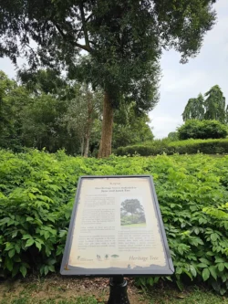 Singapore Botanic Gardens Svg+xml,%3Csvg%20xmlns%3D%22http%3A%2F%2Fwww.w3