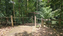 Bukit Timah Nature Reserve Svg+xml,%3Csvg%20xmlns%3D%22http%3A%2F%2Fwww.w3