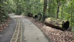 Bukit Timah Nature Reserve Svg+xml,%3Csvg%20xmlns%3D%22http%3A%2F%2Fwww.w3