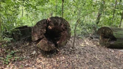 Bukit Timah Nature Reserve Svg+xml,%3Csvg%20xmlns%3D%22http%3A%2F%2Fwww.w3