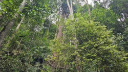 Bukit Timah Nature Reserve Svg+xml,%3Csvg%20xmlns%3D%22http%3A%2F%2Fwww.w3