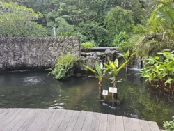 Singapore Botanic Gardens Svg+xml,%3Csvg%20xmlns%3D%22http%3A%2F%2Fwww.w3