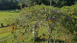 Lower Peirce Reservoir Svg+xml,%3Csvg%20xmlns%3D%22http%3A%2F%2Fwww.w3