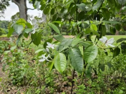 Singapore Botanic Gardens Svg+xml,%3Csvg%20xmlns%3D%22http%3A%2F%2Fwww.w3