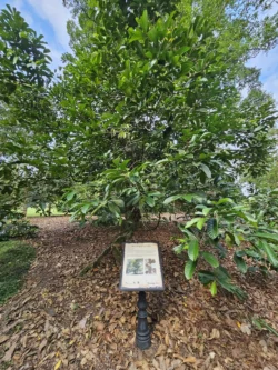 Singapore Botanic Gardens Svg+xml,%3Csvg%20xmlns%3D%22http%3A%2F%2Fwww.w3