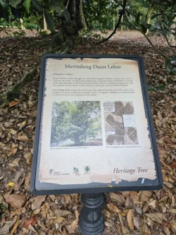 Singapore Botanic Gardens Svg+xml,%3Csvg%20xmlns%3D%22http%3A%2F%2Fwww.w3