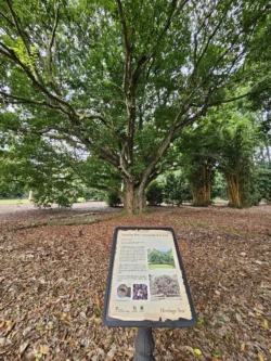 Singapore Botanic Gardens Svg+xml,%3Csvg%20xmlns%3D%22http%3A%2F%2Fwww.w3