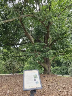 Singapore Botanic Gardens Svg+xml,%3Csvg%20xmlns%3D%22http%3A%2F%2Fwww.w3