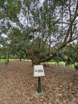 Singapore Botanic Gardens Svg+xml,%3Csvg%20xmlns%3D%22http%3A%2F%2Fwww.w3